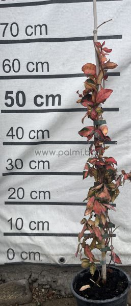 Variegated Confederate jasmine, Chinese star jessamine