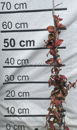 Variegated Confederate jasmine, Chinese star jessamine