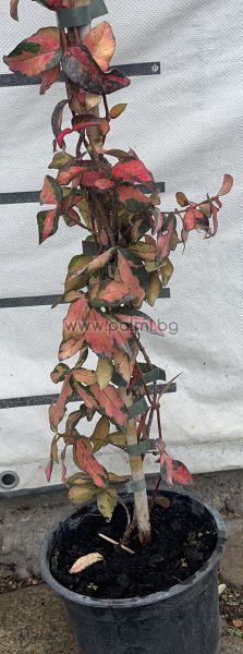 Variegated Confederate jasmine, Chinese star jessamine