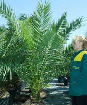 Kanarische Dattel-Palme