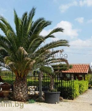 Kanarische Dattel-Palme