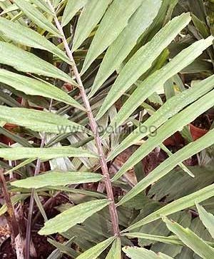 Dwarf Sugar palm, Formosa palm