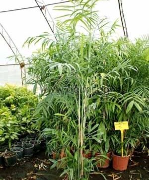 Bamboo palm, Reed palm