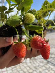  Целогодишни Ягоди, сорт Наслада на Ева, Eve's Delight 