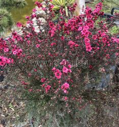 Südseemyrte Red Damask