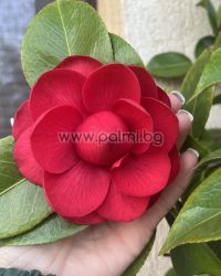 Kamelie Mrs. Charles Cobb’