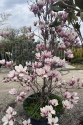 Magnolia soulangeana Purpurea