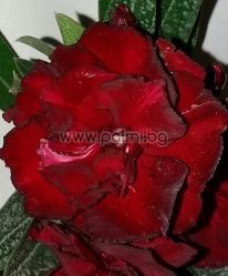 Oleander doppelt dunkelrot, 'Rubis'