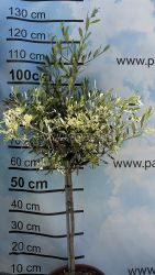 Selected coldhardy olive variety Leccino