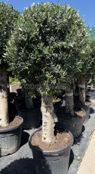 Olea europaea-Bonsai