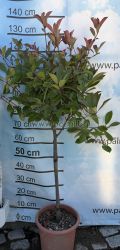 Photinia x fraseri Red Robin Lollipop