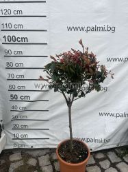 Photinia Little Red Robin, Photinia fraseri Little Red Robin  'Lolipop'