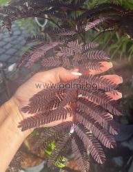  Шоколадова Албиция, Albizia julibrissin ‘Summer Chocolate’