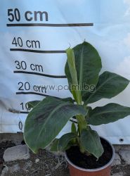 Grand Nain (Grande Naine) Cavendish Banane – Ertragreiche Dessertbanane