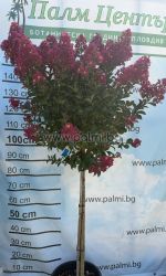 Krepp Myrte  'Berry Dazzle'Lolipop