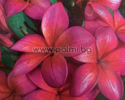 Frangipani Epic