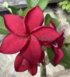 Frangipani  Pink Jack
