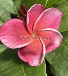  Frangipani  J 105