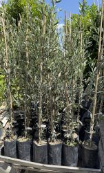 Маслина Леуколеа, Leucolea – рядък сорт с бели плодове