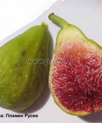 Fig variety Dalmatie