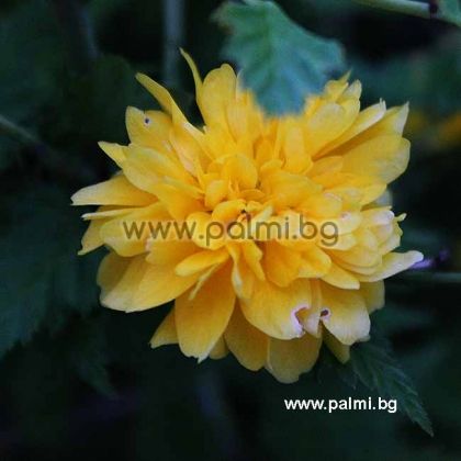 Kerria japonica 'Pleniflora', Ranunkelstrauch, gelb
