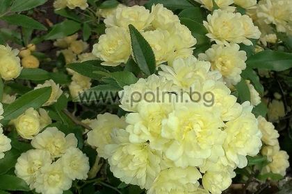 Rosa banksiae Lutea, Жълта роза на Лейди Банкс