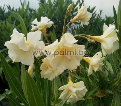 Oleander 'Luteum Plenum', Double Yellow, scented
