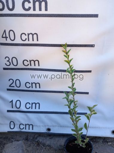 Ligustrum ovatifolium 'Aureum'