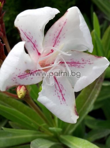 Oleander, Hariet Nuding