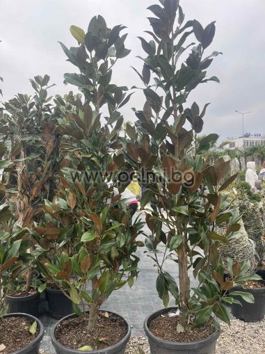 Immergrüne Magnolie