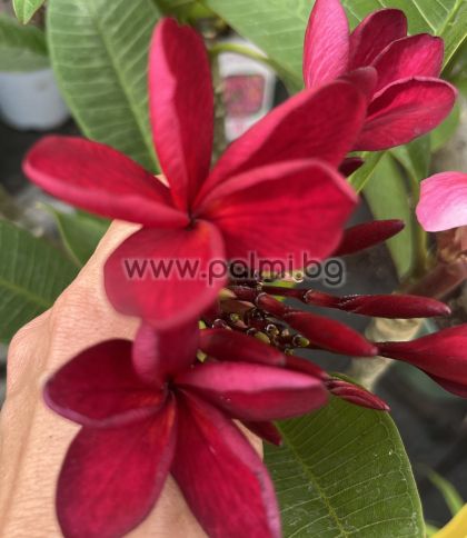 82. Frangipani  Red Jack