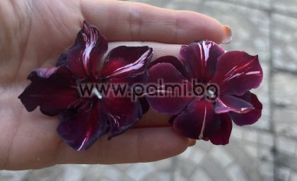 Oleander  Black Daimond ( Baby Diamant)