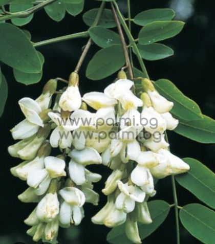 Robinia pseudoacacia
