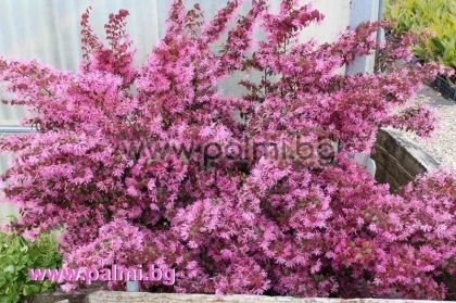 Loropetalum rubrum ‘Pipa’s Red’