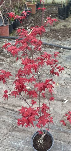  Acer palmatum 'Deshojo'