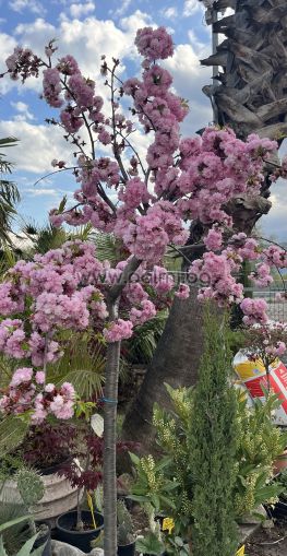 Weeping Japanese Cherry