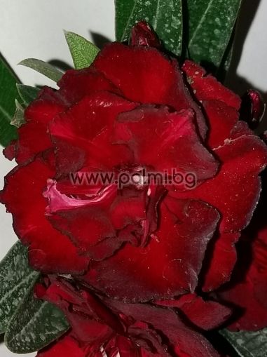 Oleander doppelt dunkelrot, 'Rubis'