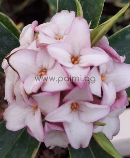 Winterblüte Daphne, Daphne  Pink fragrance '