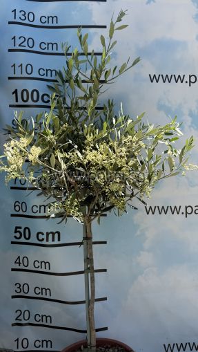 Selected coldhardy olive variety Leccino