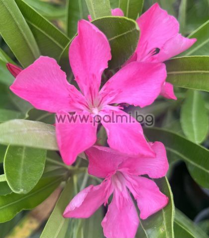 Nerium oleander Fantasy