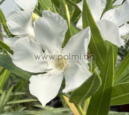 Oleander   'Sophie'