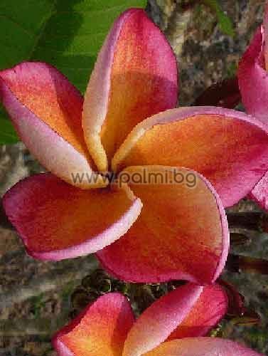 Plumeria rubra cv. Captivate, Frangipani 