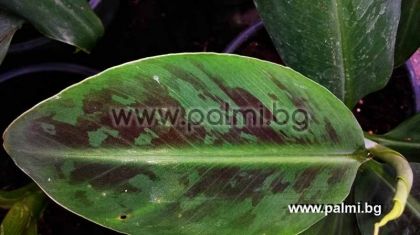 Grand Nain Cavendish Banana