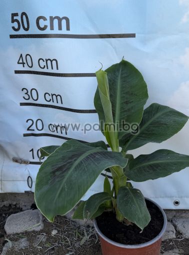 Grand Nain Cavendish Banana