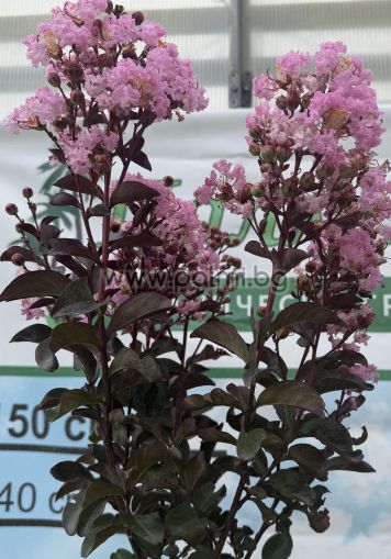 Lagerstroemia 'Rhapsody in Pink' – Standard Tree Form (1/2 Stem