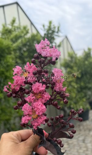 Kräuselmyrte 'Shell Pink' Black Solitaire