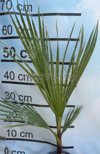 Washington palm, California Fan Palm