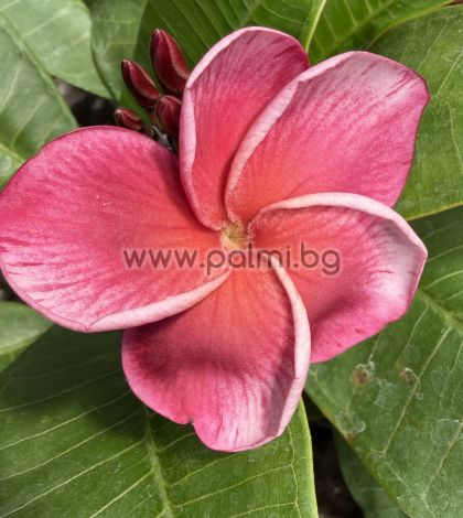  Frangipani  J 105