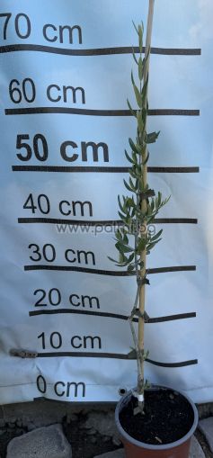 Olea europaea Aglandau