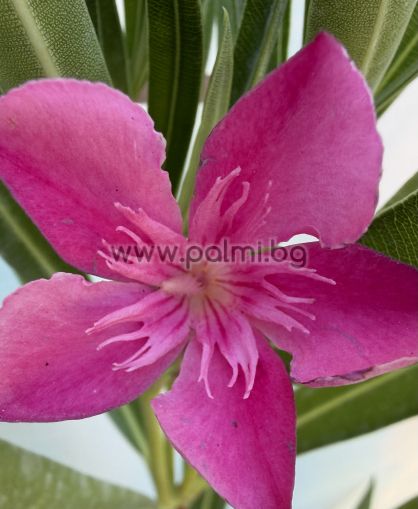 Oleander  Remény Sugar